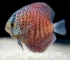 Picture of DISCUS-LEOPARD 2-2.5"SINGAPORE   