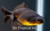 Picture of GOLDFISH-BLACK MOORE 6-7CM-     