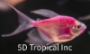 Picture of GLOFISH(R)TETRA-LONGFIN GALACTIC(R) PURPLE(R) 