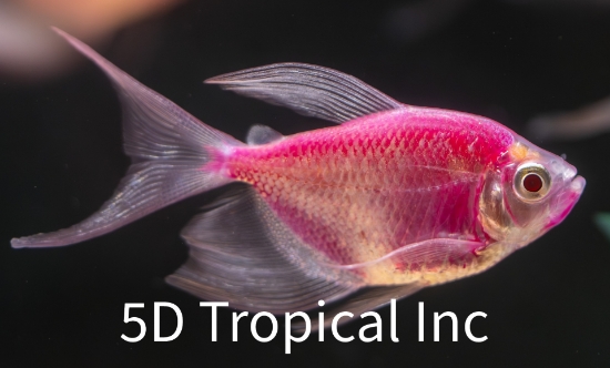Picture of GLOFISH(R)TETRA-LONGFIN GALACTIC(R) PURPLE(R) 