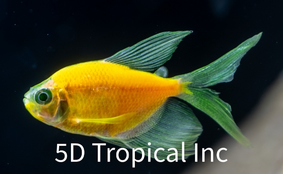 Picture of GLOFISH(R) TETRA-LONG FIN SUNBURST ORANGE(R)