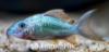 Picture of CORY-BROCHIS SPLENENS TR-W.W.    
