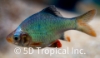 Picture of BARB-TIGER PLATINUM GREEN TIGER LG     