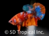 Picture of BETTA-CANDY KOI PLAKET MALE