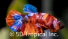 Picture of BETTA-CANDY KOI PLAKET MALE