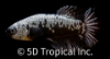 Picture of BETTA-PLAKET HALFMOON BLACK SAMURAI MALE