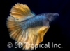 Picture of BETTA-HALFMOON MUSTARD GAS     
