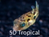 Picture of PUFFER-DWARF INDIAN(FW)     