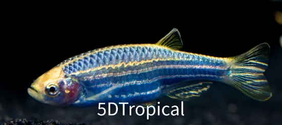 Picture of GLOFISH(R)-DANIO COSMIC BLUE(R)