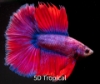 Picture of BETTA-DOUBLETAIL HALFMOON MALE