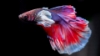 Picture of BETTA-DUMBO MALE       