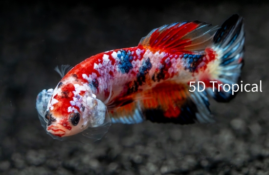 Picture of BETTA-KOI MALE          
