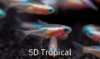 Picture of TETRA-NEON GOLD(FL)-    