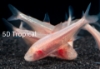 Picture of TETRA-BLIND CAVE-IMPORT(NO CA,NV,MS)