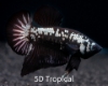 Picture of BETTA-PLAKET HALFMOON BLACK SAMURAI MALE