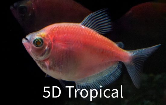 Picture of GLOFISH(R)TETRA-MOONRISE PINK(R)  