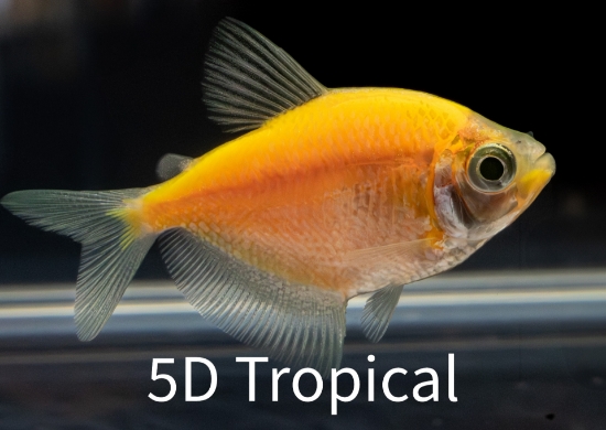 Picture of GLOFISH(R)TETRA-SUNBURST ORANGE(R)