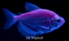 Picture of GLOFISH(R)TETRA-GALACTIC PURPLE(R)