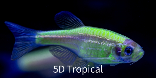 Picture of GLOFISH(R)DANIO- ELECTRIC GREEN(R)  