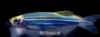 Picture of GLOFISH(R)-DANIO COSMIC BLUE(R)