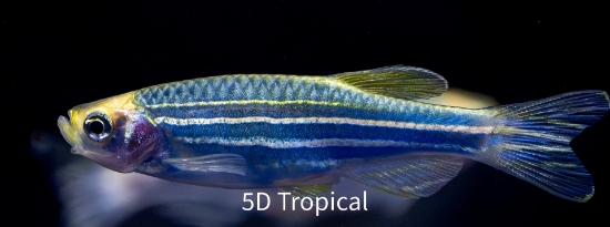 Picture of GLOFISH(R)-DANIO COSMIC BLUE(R)