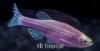 Picture of GLOFISH(R)DANIO-GALACTIC PURPLE(R)  