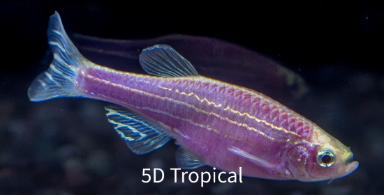 Picture of GLOFISH(R)DANIO-GALACTIC PURPLE(R)  