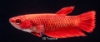 Picture of BETTA-FEMALE-ASSORTED COLORS              