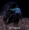 Picture of BETTA-BLACK ORCHID CROWNTAIL MALE-  