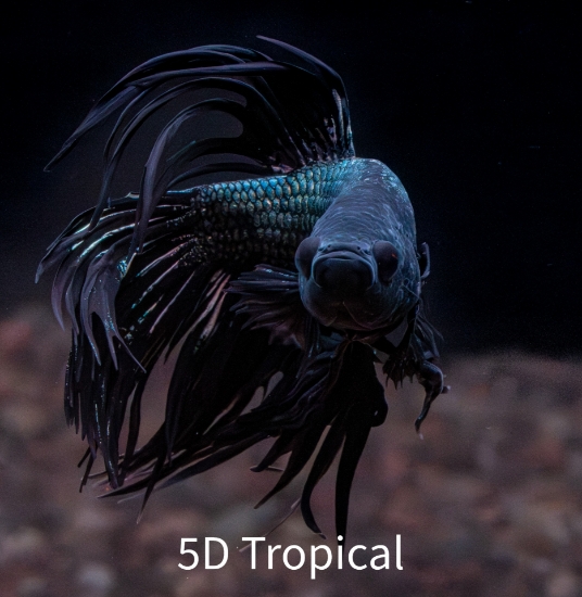 Picture of BETTA-BLACK ORCHID CROWNTAIL MALE-  