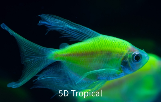 Picture of GLOFISH(R)TETRA-LONG FIN ELECTRIC GREEN(R)