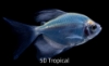 Picture of GLOFISH TETRA-LF COSMIC(R)BLUE 
