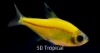 Picture of GLOFISH(R)-TETRA SUNBURST(R) ORANGE PRISTELLA     