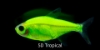 Picture of GLOFISH(R)-TETRA-ELECTRIC GREEN(R) PRISTELLA     