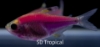 Picture of GLOFISH(R)TETRA-GALACTIC PURPLE(R) PRISTELLA