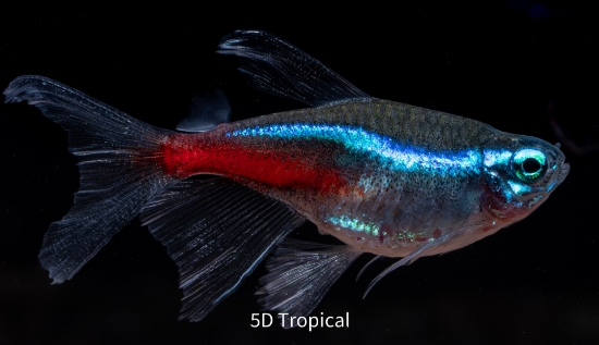 Picture of TETRA-LF NEON (FLORIDA BRED) 