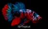 Picture of BETTA-CANDY KOI PLAKET MALE