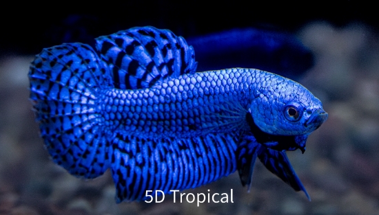 Picture of BETTA-ALIEN             