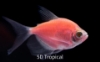 Picture of GLOFISH(R)TETRA-MOONRISE PINK(R)  