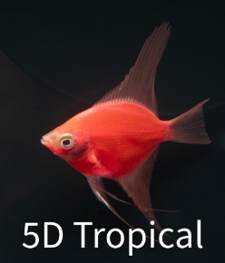 Picture for category GloFish(R) - Angels