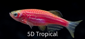 Picture for category GloFish(R) - Danio
