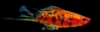 Picture of SWORD-SANKE CALICO (IMPORT)