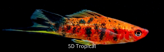 Picture of SWORD-SANKE CALICO (IMPORT)