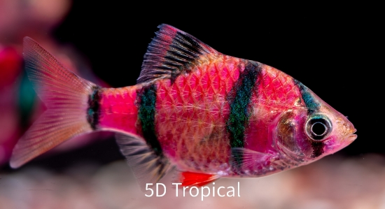 Picture of GLOFISH(R)-BARB GALACATIC PURP(R)(NO PR