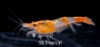 Picture of ORANGE RILI SHRIMP-      