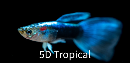 Picture of GUPPY TURQUOISE BLUETAIL MALE  