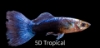Picture of GUPPY TURQUOISE BLUETAIL MALE  