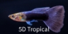 Picture of GUPPY TURQUOISE BLUETAIL MALE  