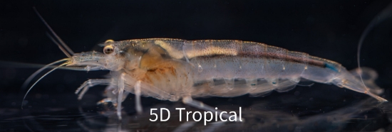 Picture of SHRIMP-AMANO      