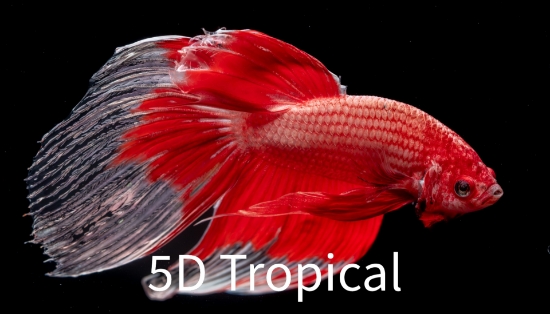 Picture of BETTA-DRAGONSCALE MALE  